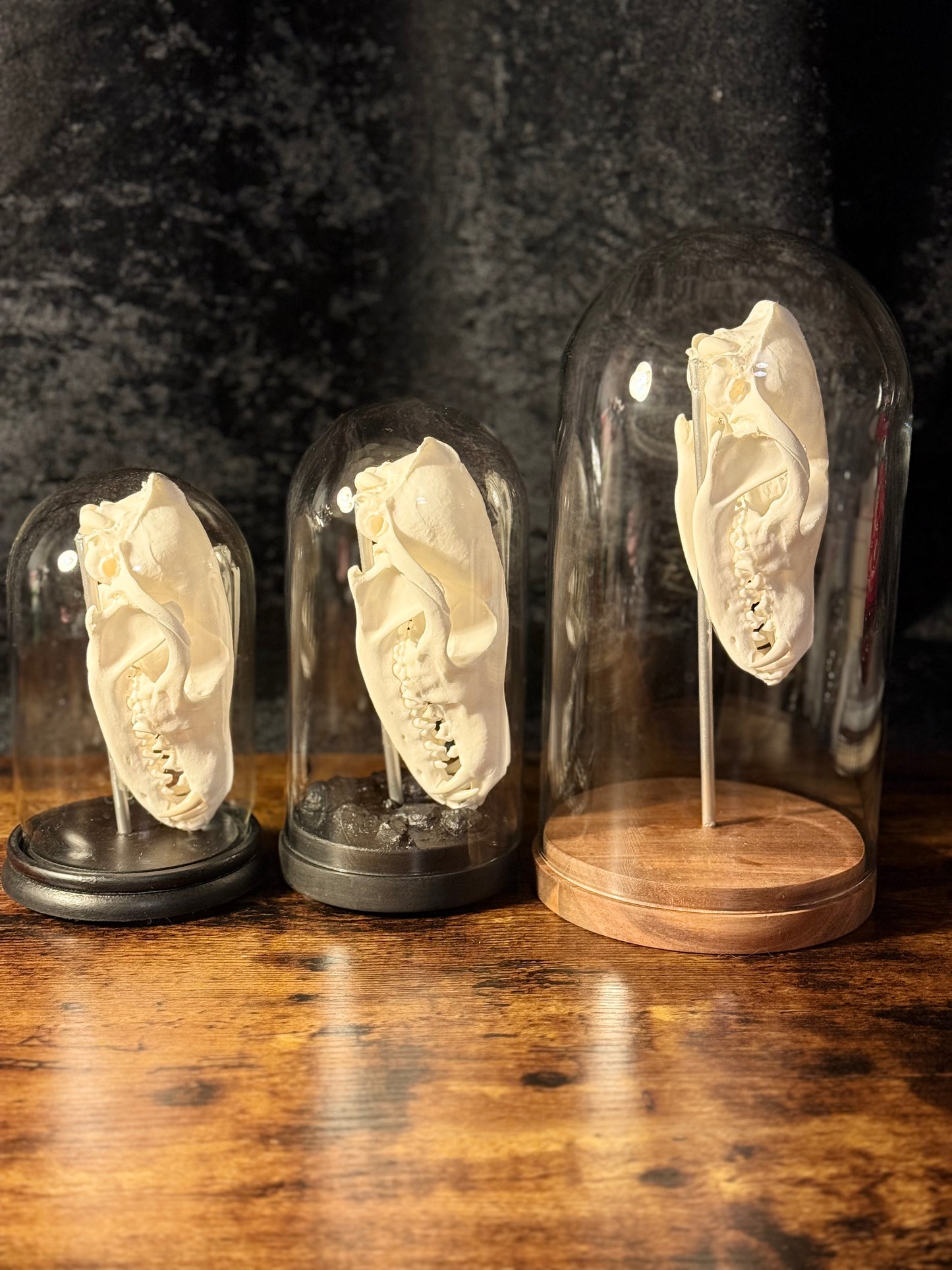 Mounted Fox Skull in Glass Dome – Taxidermy Specimen Display