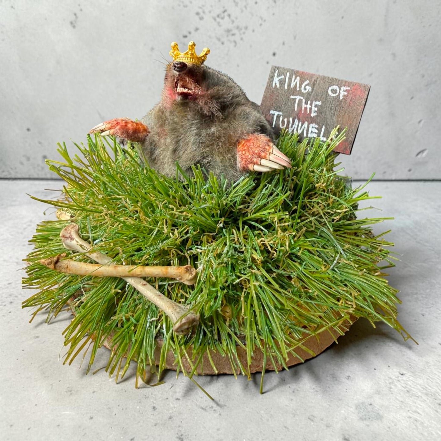 King of the Tunnel Mole Taxidermy Display