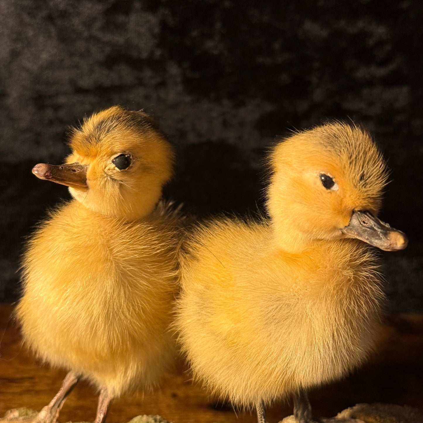 Taxidermy Ducklings – Twin Yellow Duckling Taxidermy Ornament on Natural Base