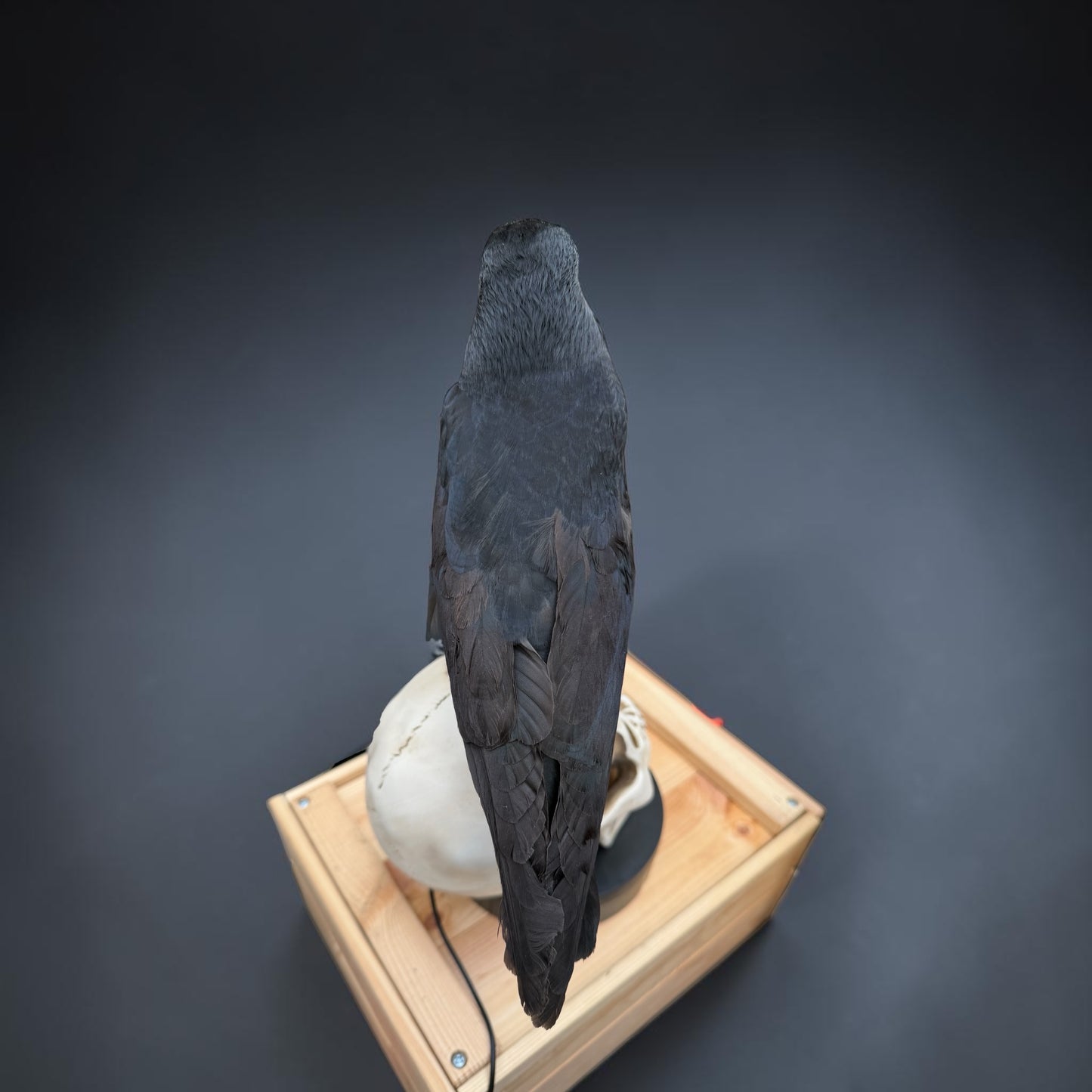 Skull-Mounted Jackdaw Taxidermy