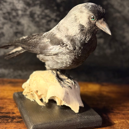 Taxidermy Jackdaw Mounted on Skull | Corvid Display