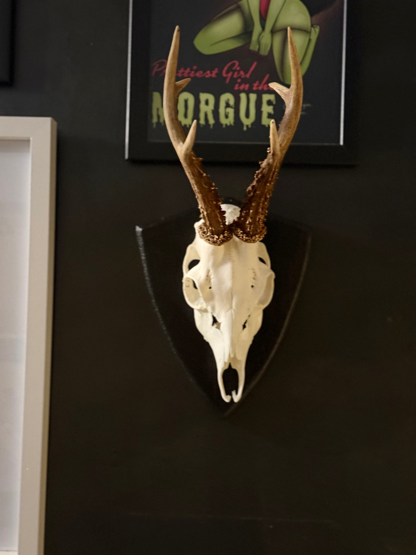 Mounted Roe Deer Skull with Antlers on Wooden Plaque – Natural Taxidermy Wall Display