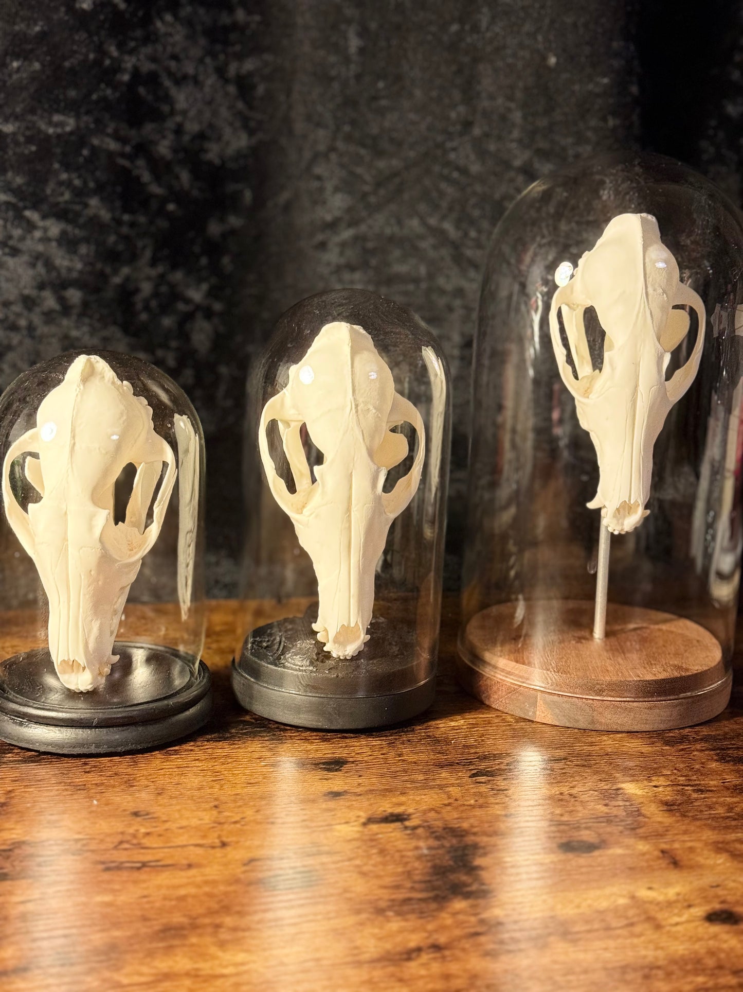 Mounted Fox Skull in Glass Dome – Taxidermy Specimen Display