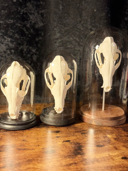 Mounted Fox Skull in Glass Dome – Taxidermy Specimen Display