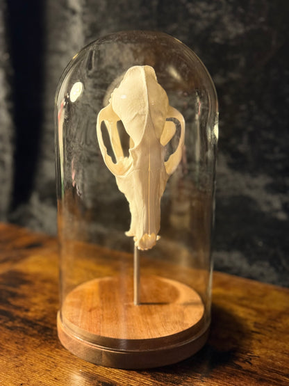 Mounted Fox Skull in Glass Dome – Taxidermy Specimen Display