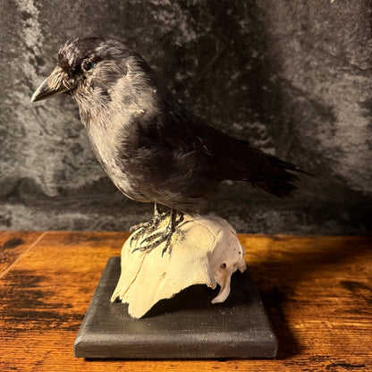 Taxidermy Jackdaw Mounted on Skull | Corvid Display