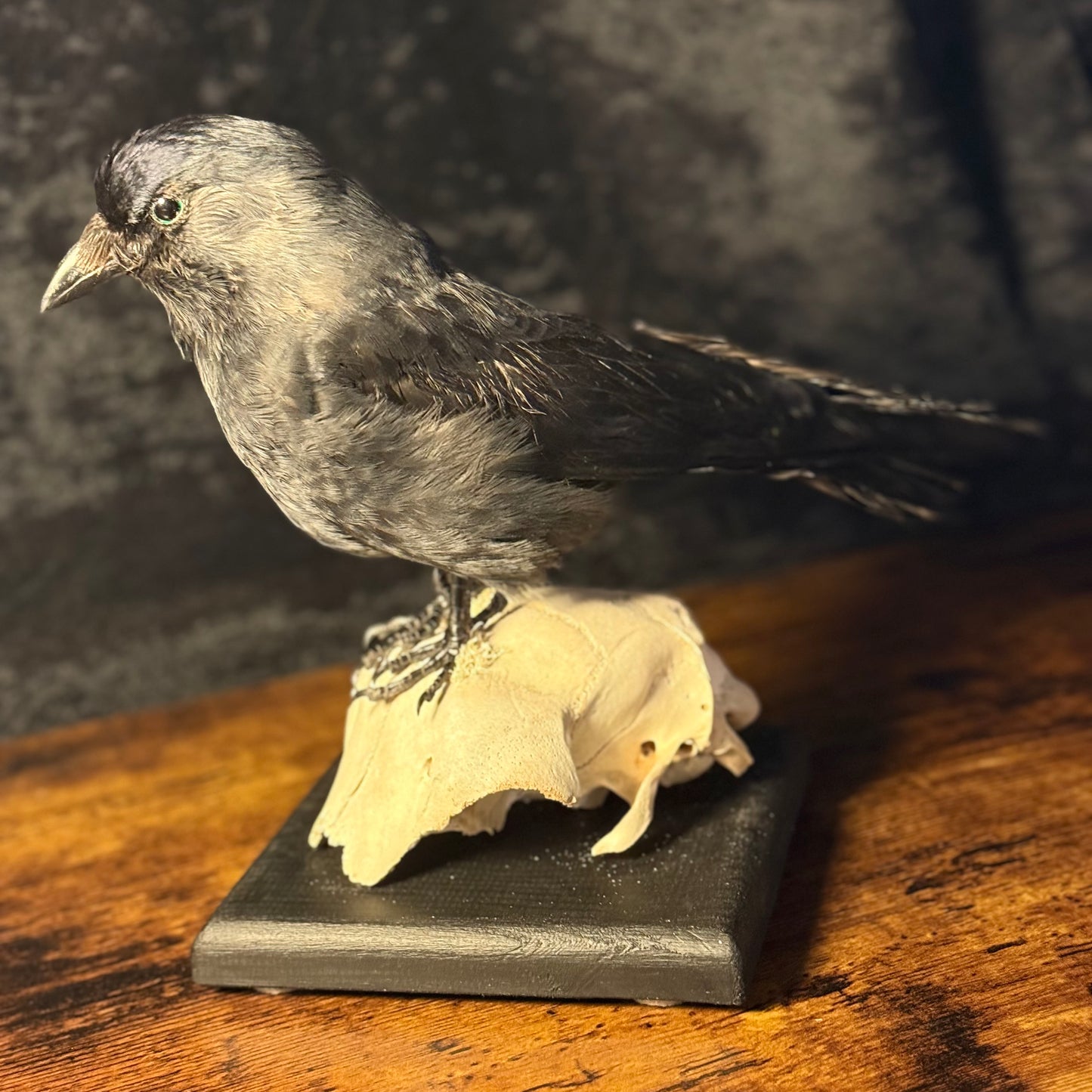 Taxidermy Jackdaw Mounted on Skull | Corvid Display