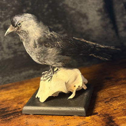 Taxidermy Jackdaw Mounted on Skull | Corvid Display