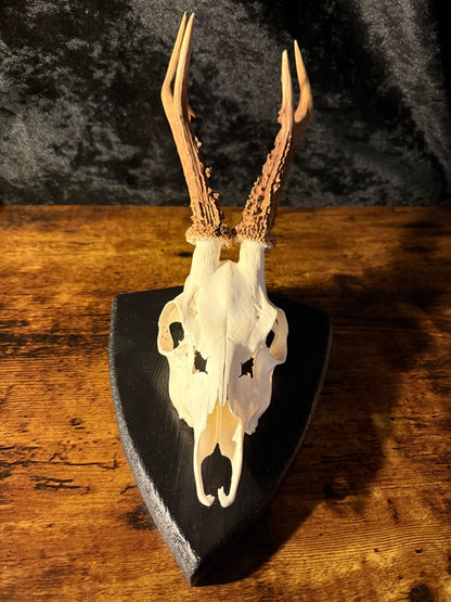 Mounted Roe Deer Skull with Antlers on Wooden Plaque – Natural Taxidermy Wall Display