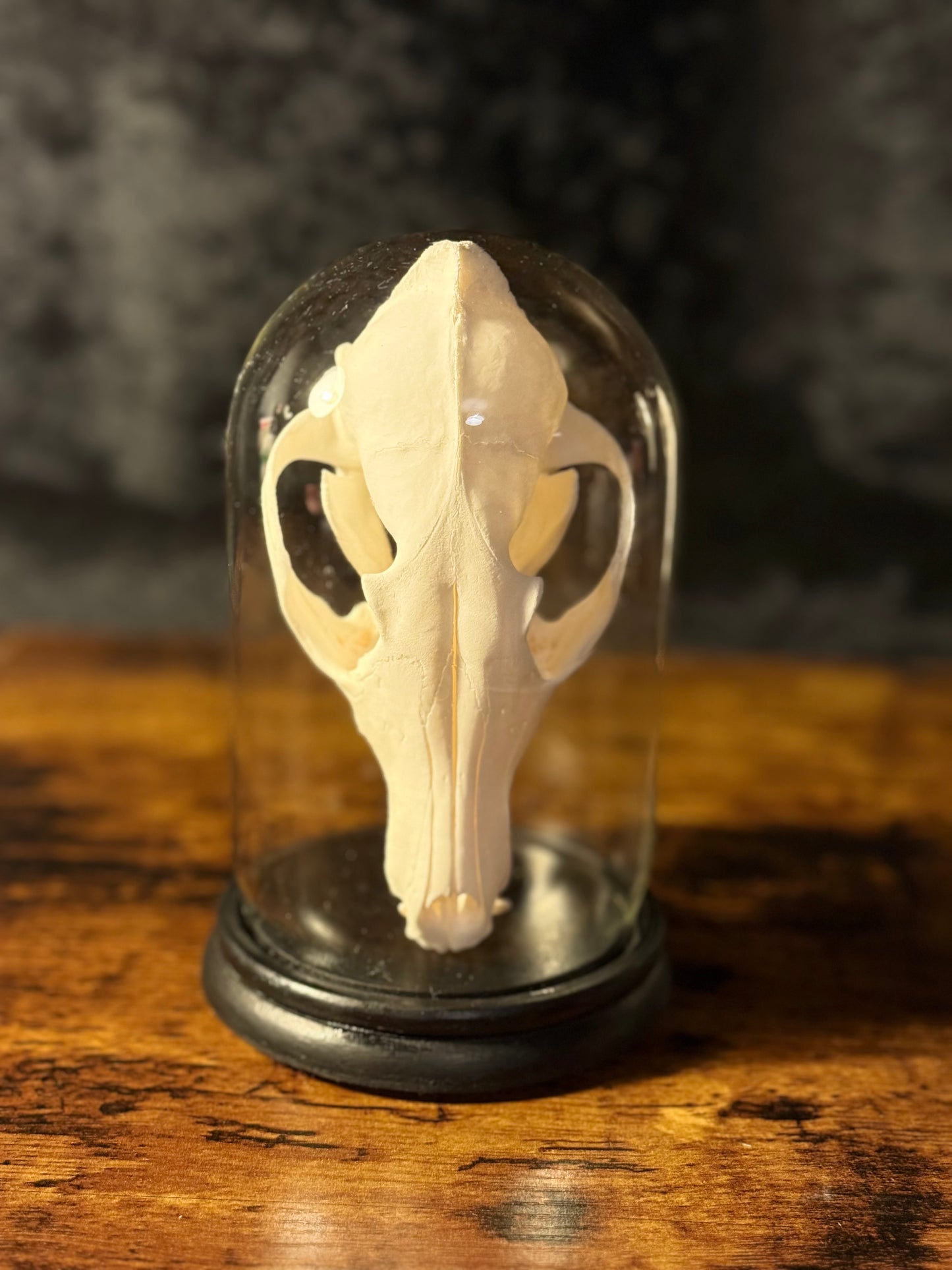 Mounted Fox Skull in Glass Dome – Taxidermy Specimen Display