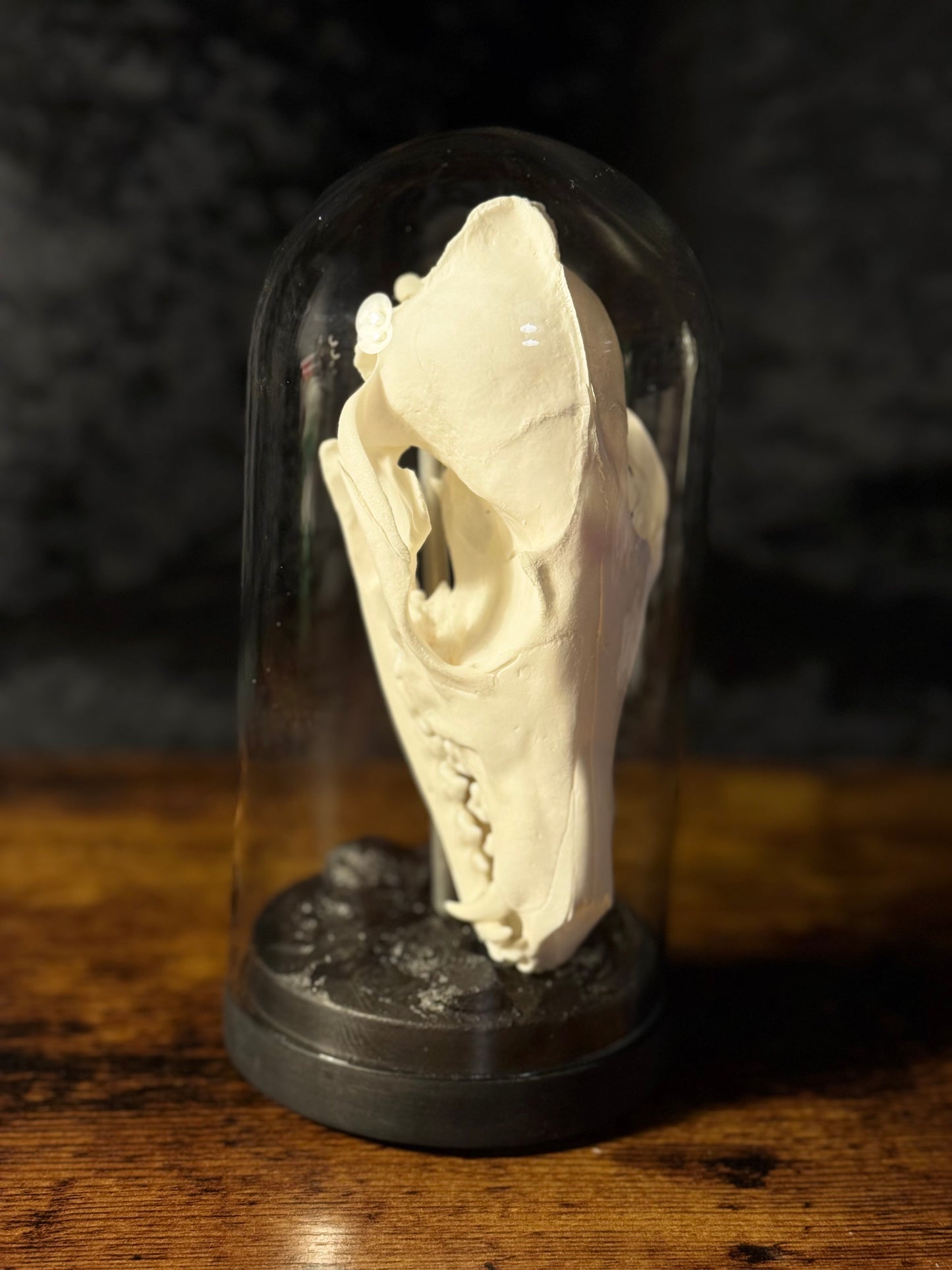 Mounted Fox Skull in Glass Dome – Taxidermy Specimen Display