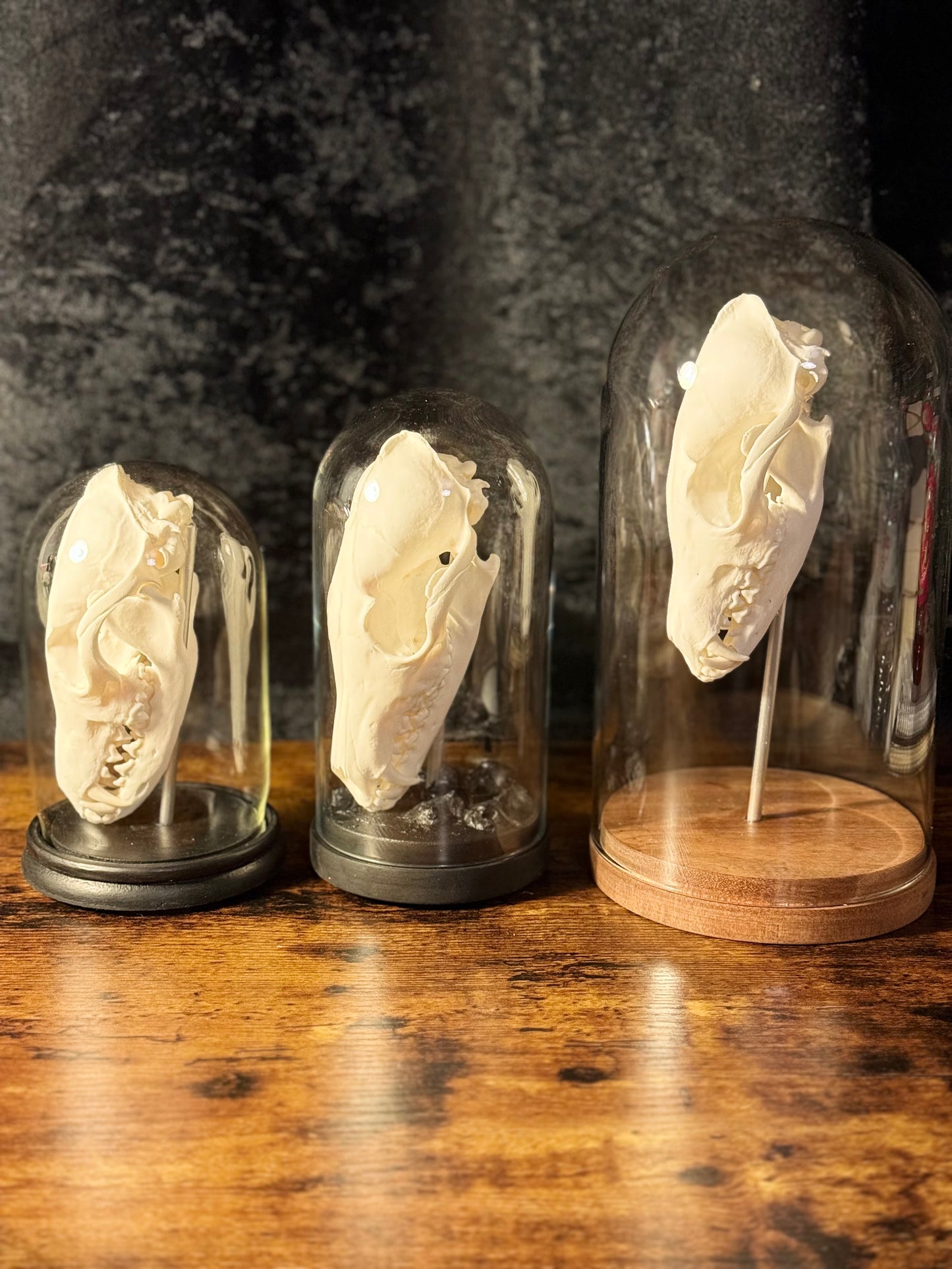 Mounted Fox Skull in Glass Dome – Taxidermy Specimen Display