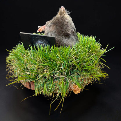 Keep Off the Grass Taxidermy Mole Display