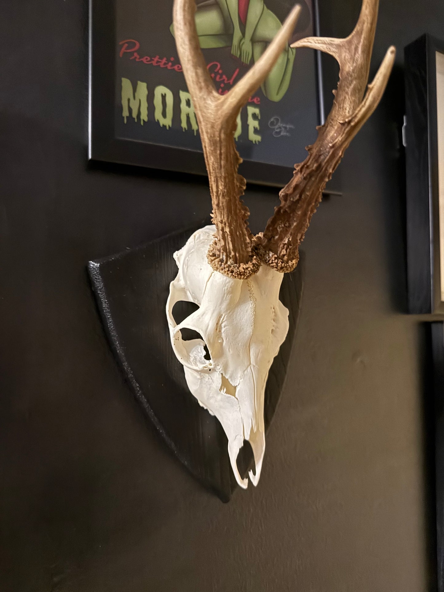 Mounted Roe Deer Skull with Antlers on Wooden Plaque – Natural Taxidermy Wall Display