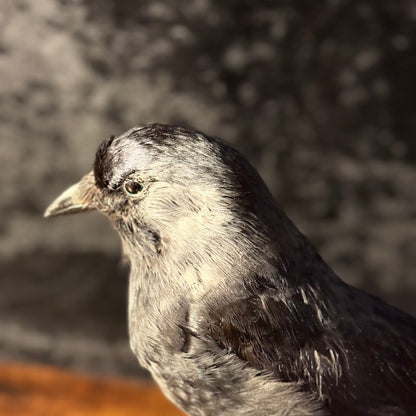 Taxidermy Jackdaw Mounted on Skull | Corvid Display