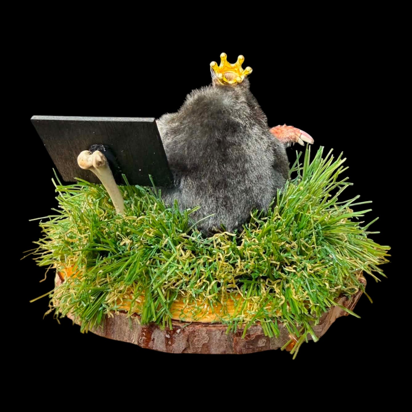 King of the Tunnel Mole Taxidermy Display