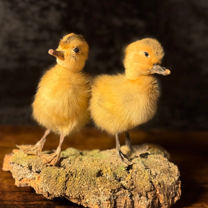 Taxidermy Ducklings – Twin Yellow Duckling Taxidermy Ornament on Natural Base