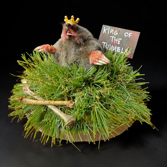 King of the Tunnel Mole Taxidermy Display