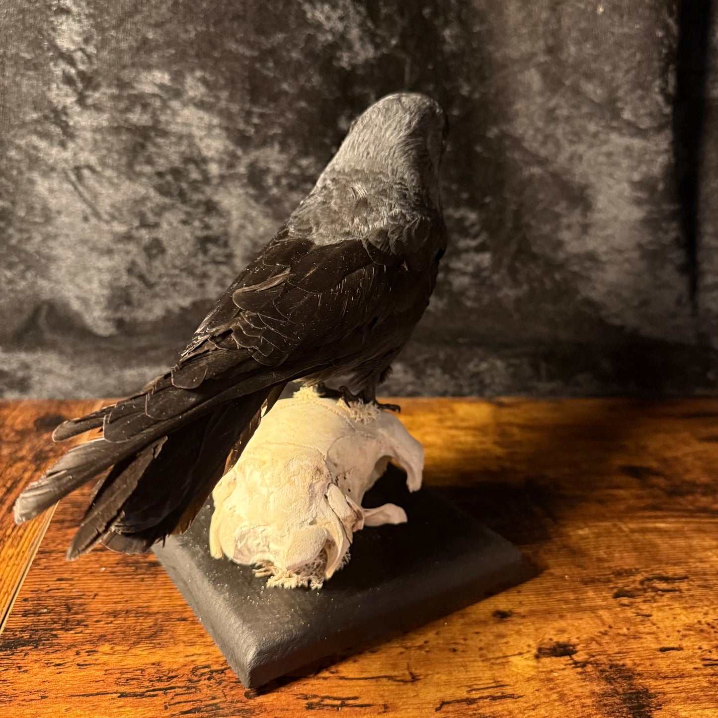 Taxidermy Jackdaw Mounted on Skull | Corvid Display