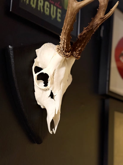 Mounted Roe Deer Skull with Antlers on Wooden Plaque – Natural Taxidermy Wall Display