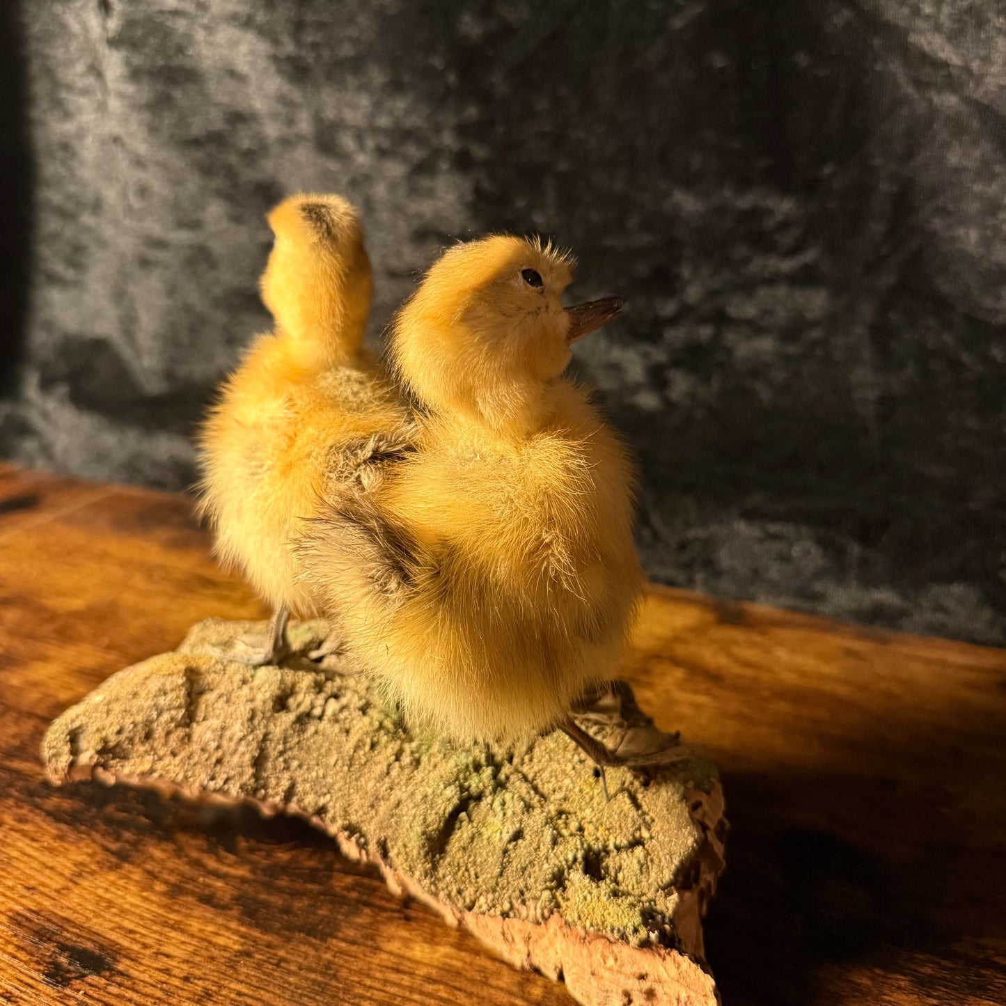 Taxidermy Ducklings – Twin Yellow Duckling Taxidermy Ornament on Natural Base