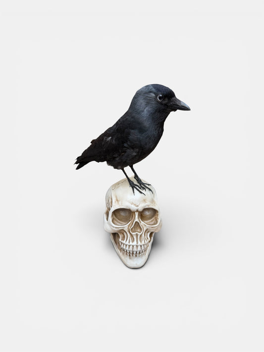 Skull-Mounted Jackdaw Taxidermy