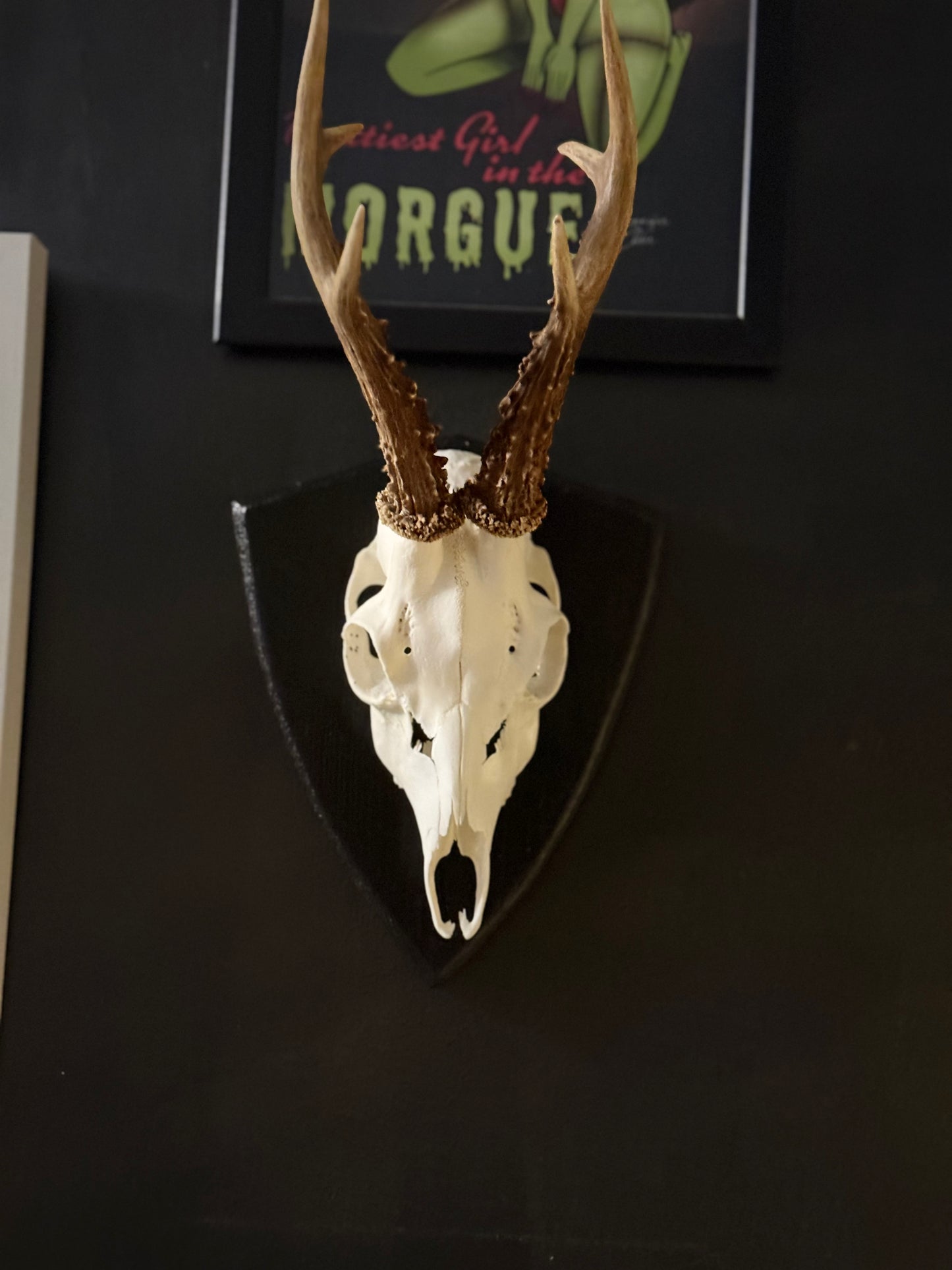 Mounted Roe Deer Skull with Antlers on Wooden Plaque – Natural Taxidermy Wall Display
