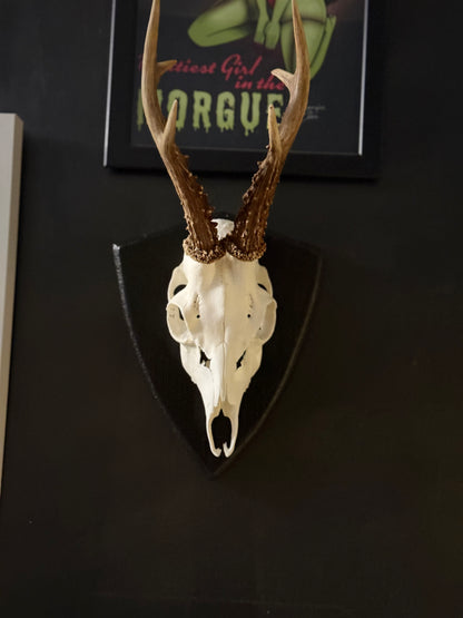 Mounted Roe Deer Skull with Antlers on Wooden Plaque – Natural Taxidermy Wall Display