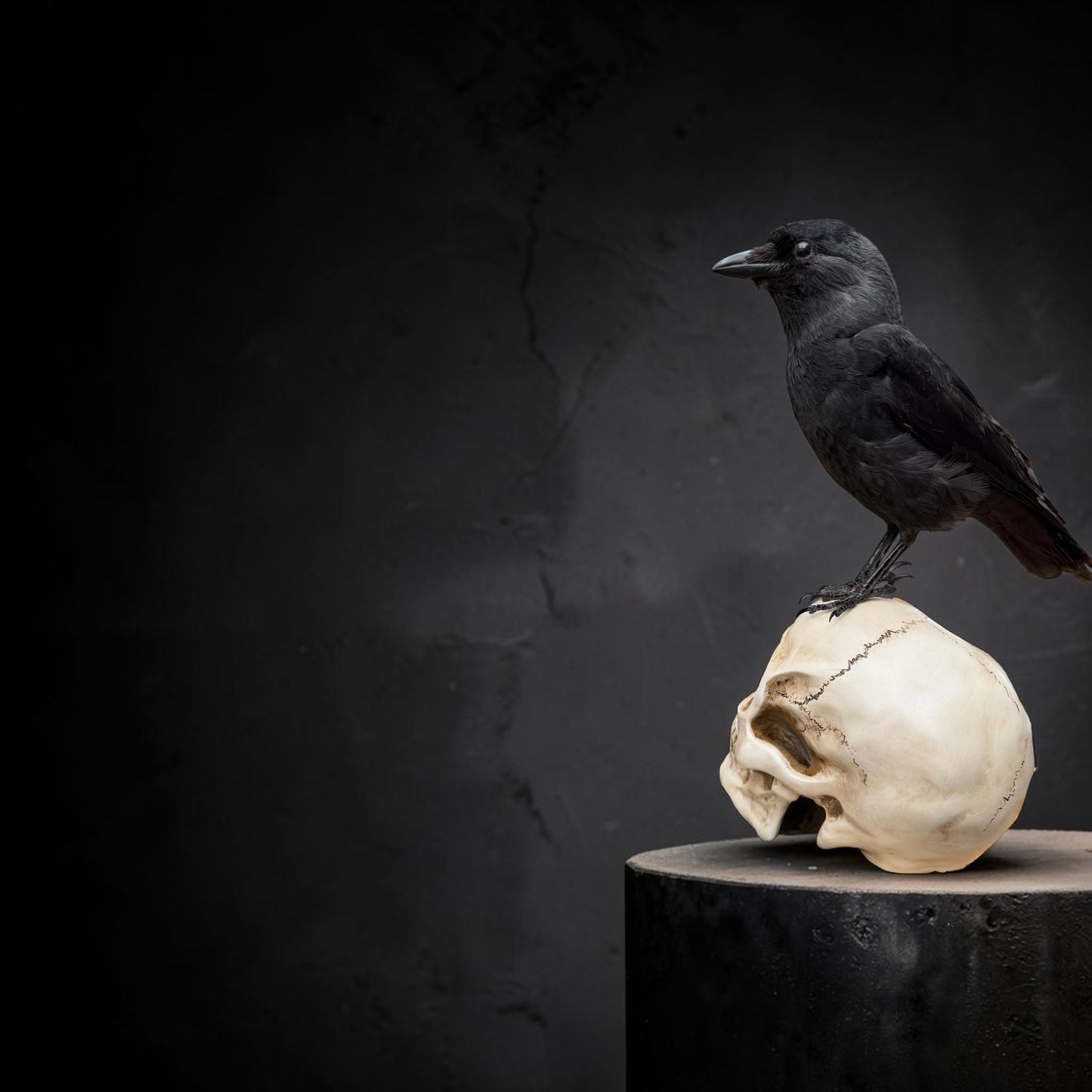 Skull-Mounted Jackdaw Taxidermy