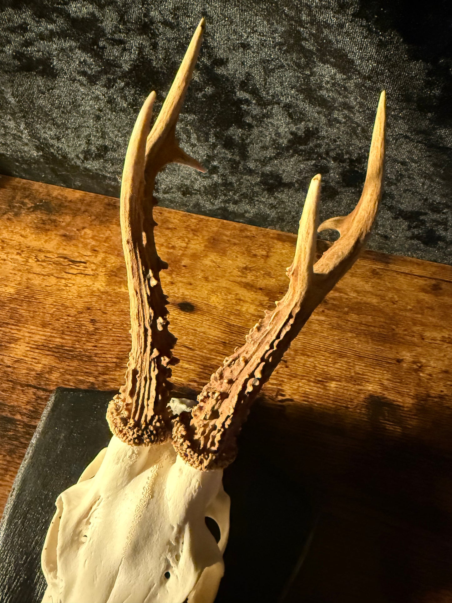 Mounted Roe Deer Skull with Antlers on Wooden Plaque – Natural Taxidermy Wall Display