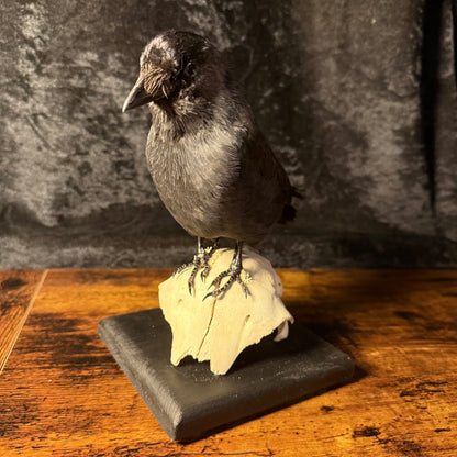 Taxidermy Jackdaw Mounted on Skull | Corvid Display
