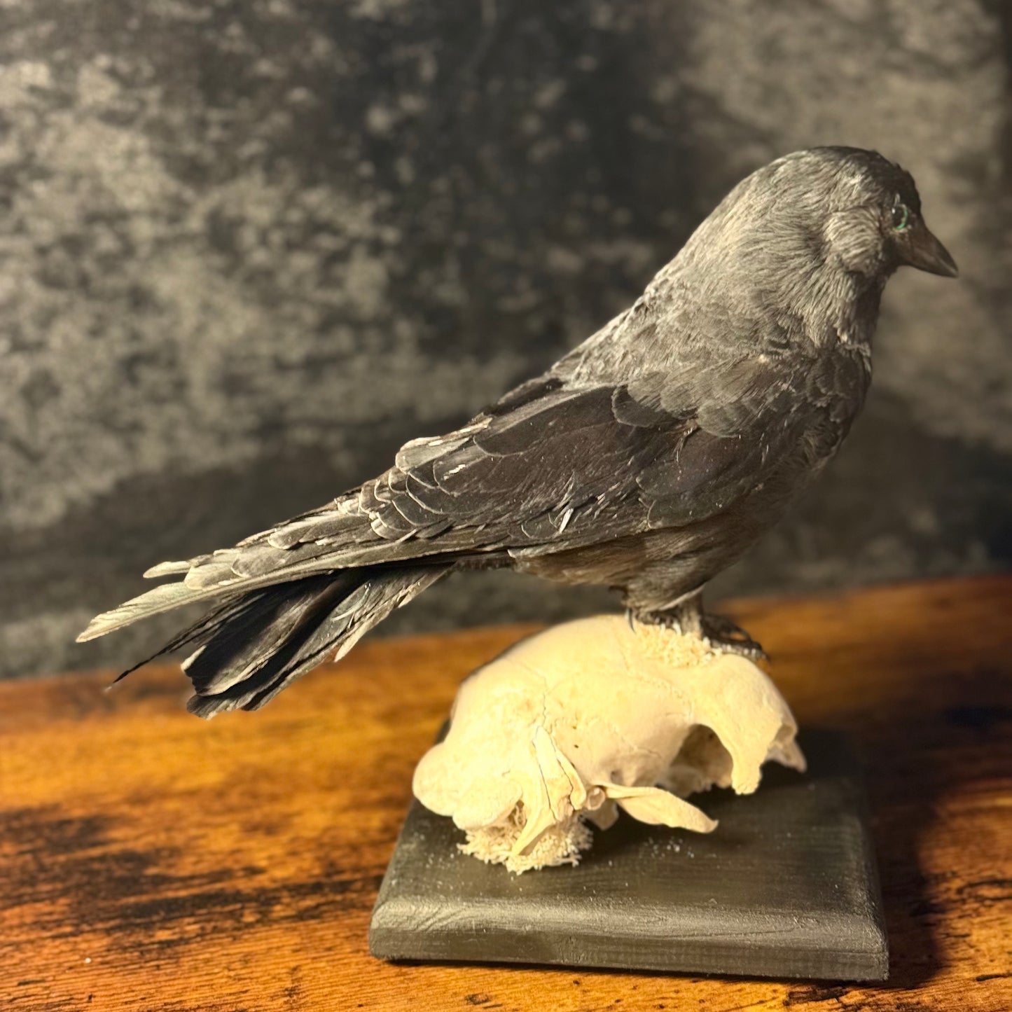 Taxidermy Jackdaw Mounted on Skull | Corvid Display