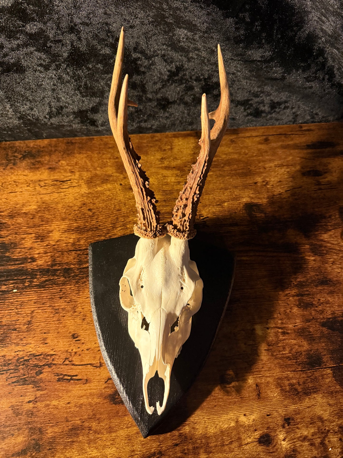 Mounted Roe Deer Skull with Antlers on Wooden Plaque – Natural Taxidermy Wall Display