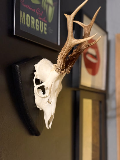 Mounted Roe Deer Skull with Antlers on Wooden Plaque – Natural Taxidermy Wall Display
