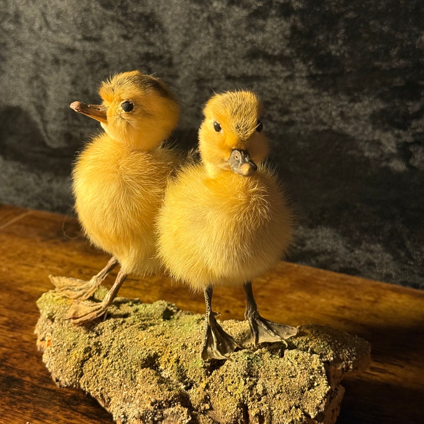 Taxidermy Ducklings – Twin Yellow Duckling Taxidermy Ornament on Natural Base