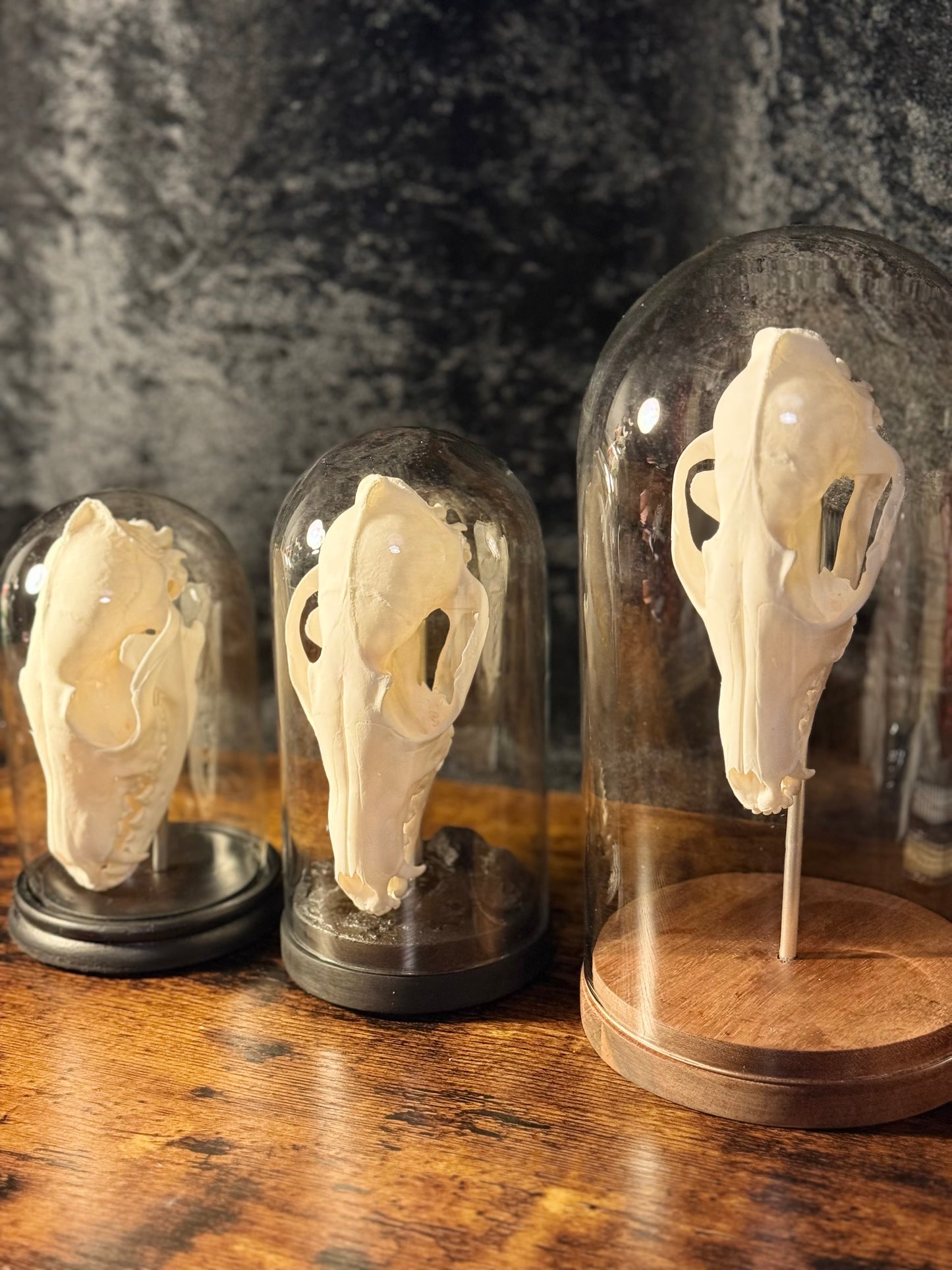 Mounted Fox Skull in Glass Dome – Taxidermy Specimen Display