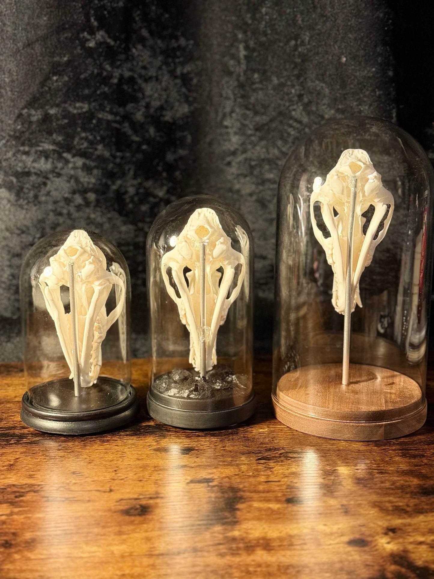 Mounted Fox Skull in Glass Dome – Taxidermy Specimen Display