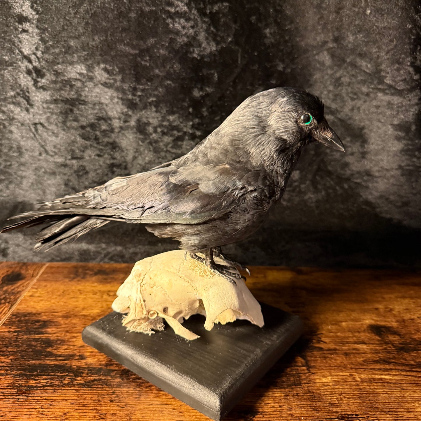 Taxidermy Jackdaw Mounted on Skull | Corvid Display