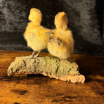 Taxidermy Ducklings – Twin Yellow Duckling Taxidermy Ornament on Natural Base