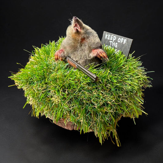 Keep Off the Grass Taxidermy Mole Display