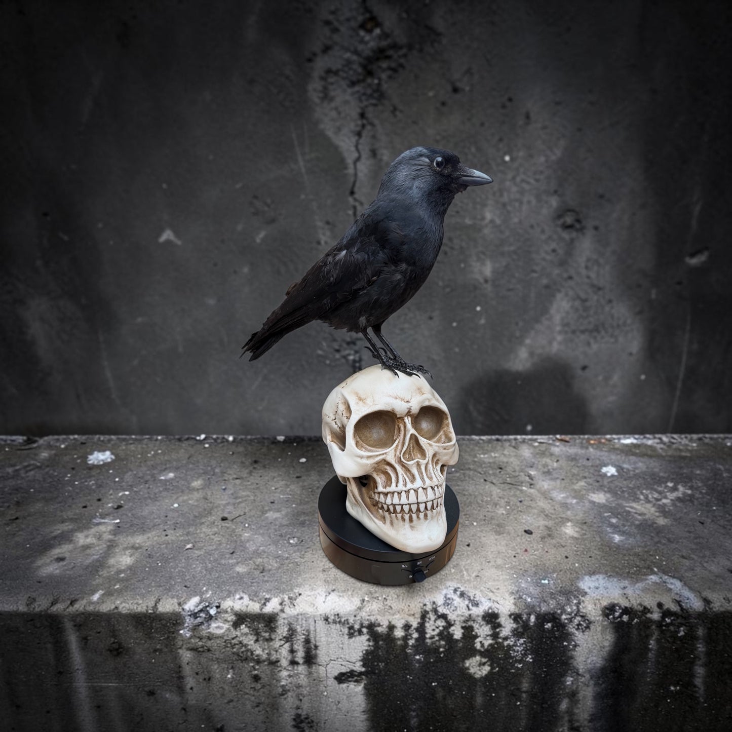 Skull-Mounted Jackdaw Taxidermy