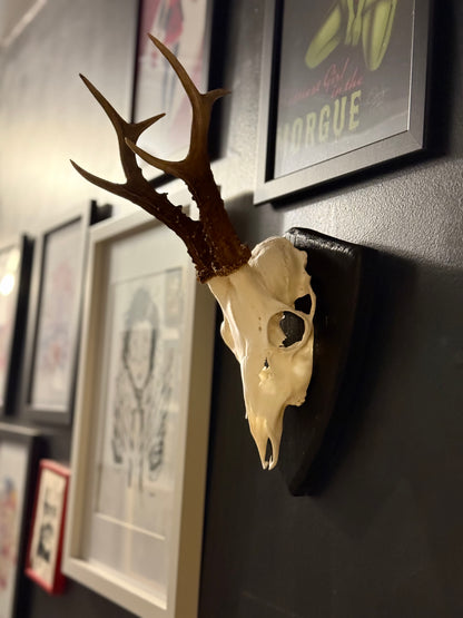 Mounted Roe Deer Skull with Antlers on Wooden Plaque – Natural Taxidermy Wall Display