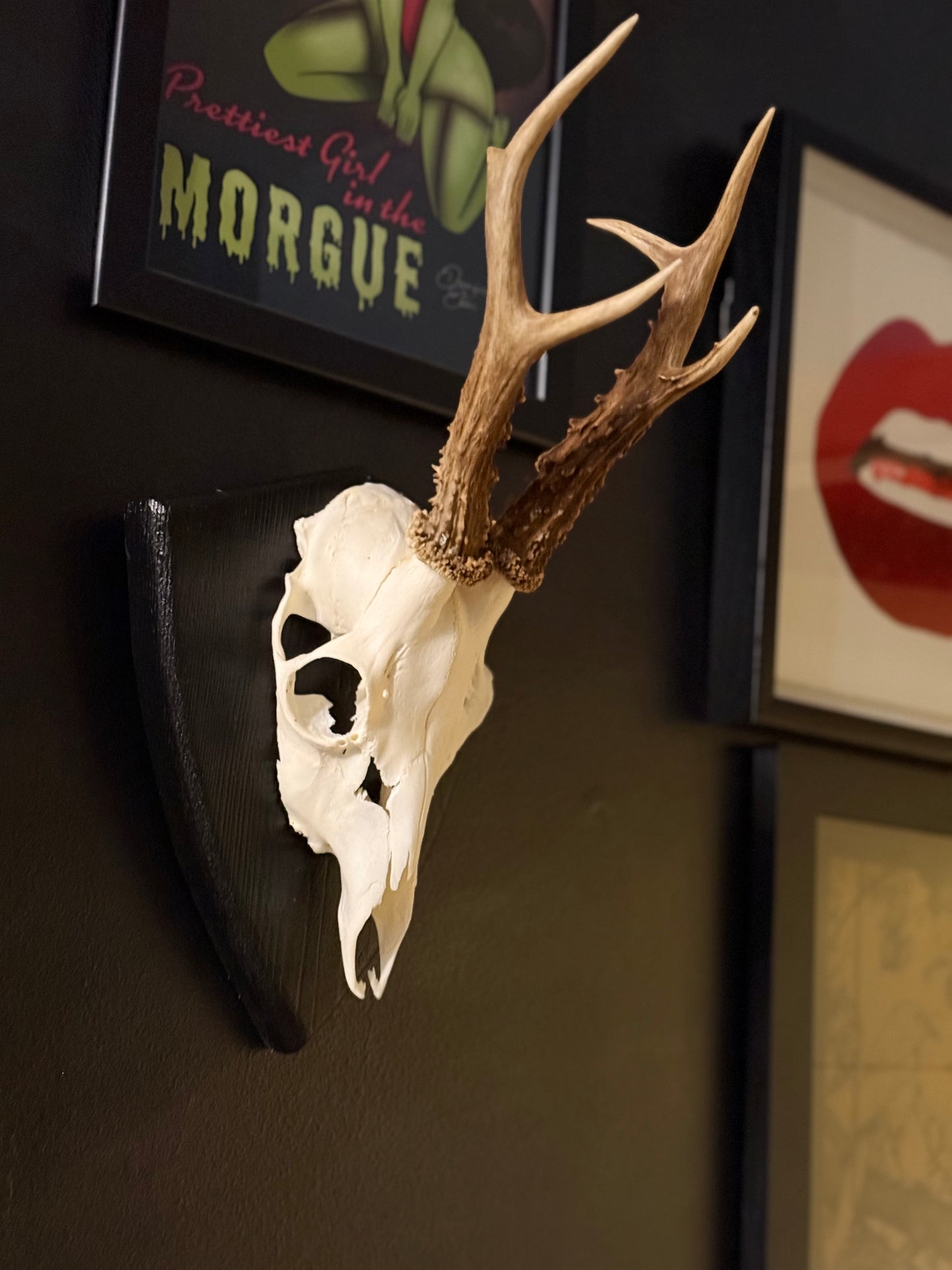 Mounted Roe Deer Skull with Antlers on Wooden Plaque – Natural Taxidermy Wall Display