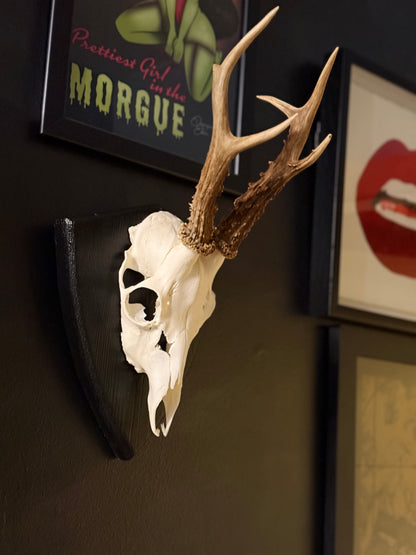Mounted Roe Deer Skull with Antlers on Wooden Plaque – Natural Taxidermy Wall Display