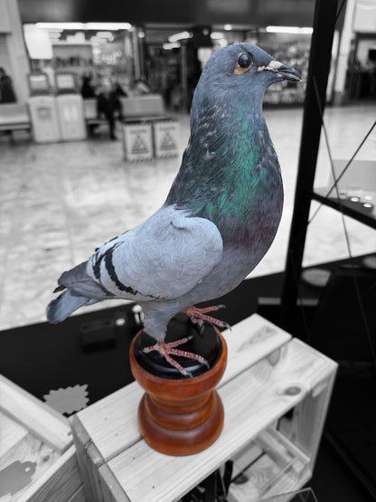Desk Mounted Pigeon Taxidermy Specimen