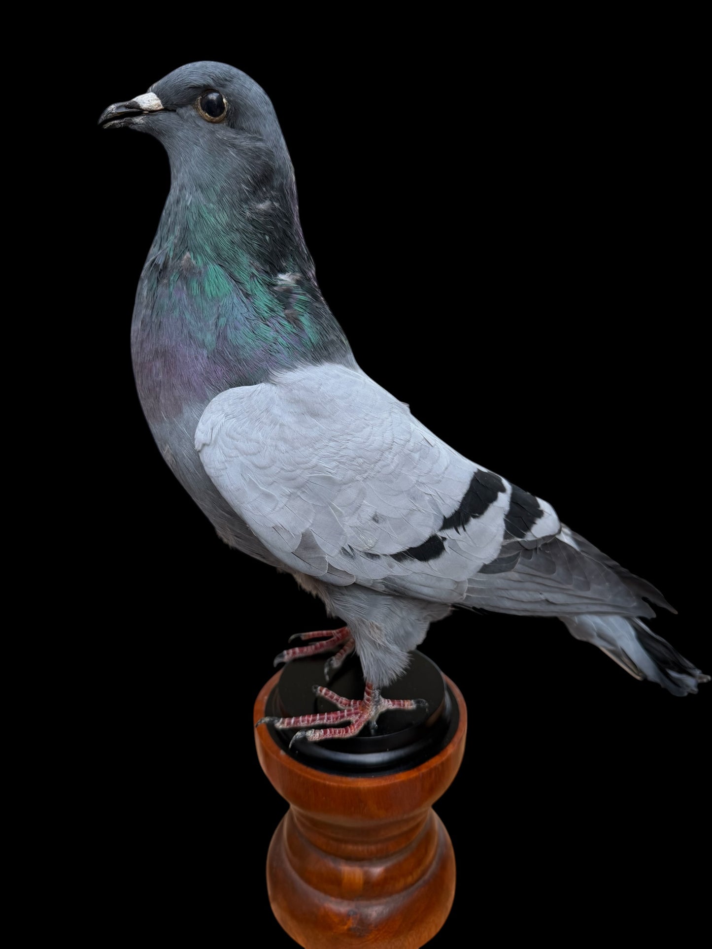 Desk Mounted Pigeon Taxidermy Specimen