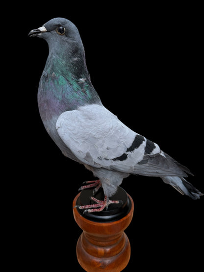 Desk Mounted Pigeon Taxidermy Specimen