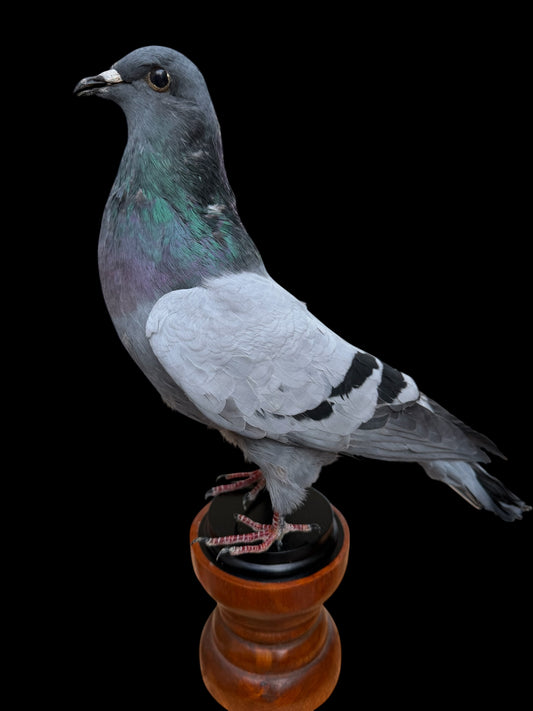 Desk Mounted Pigeon Taxidermy Specimen