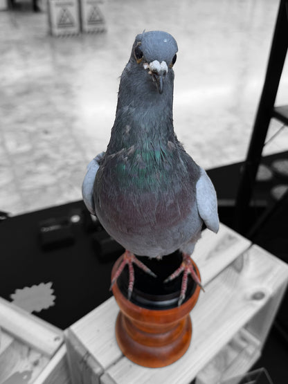 Desk Mounted Pigeon Taxidermy Specimen