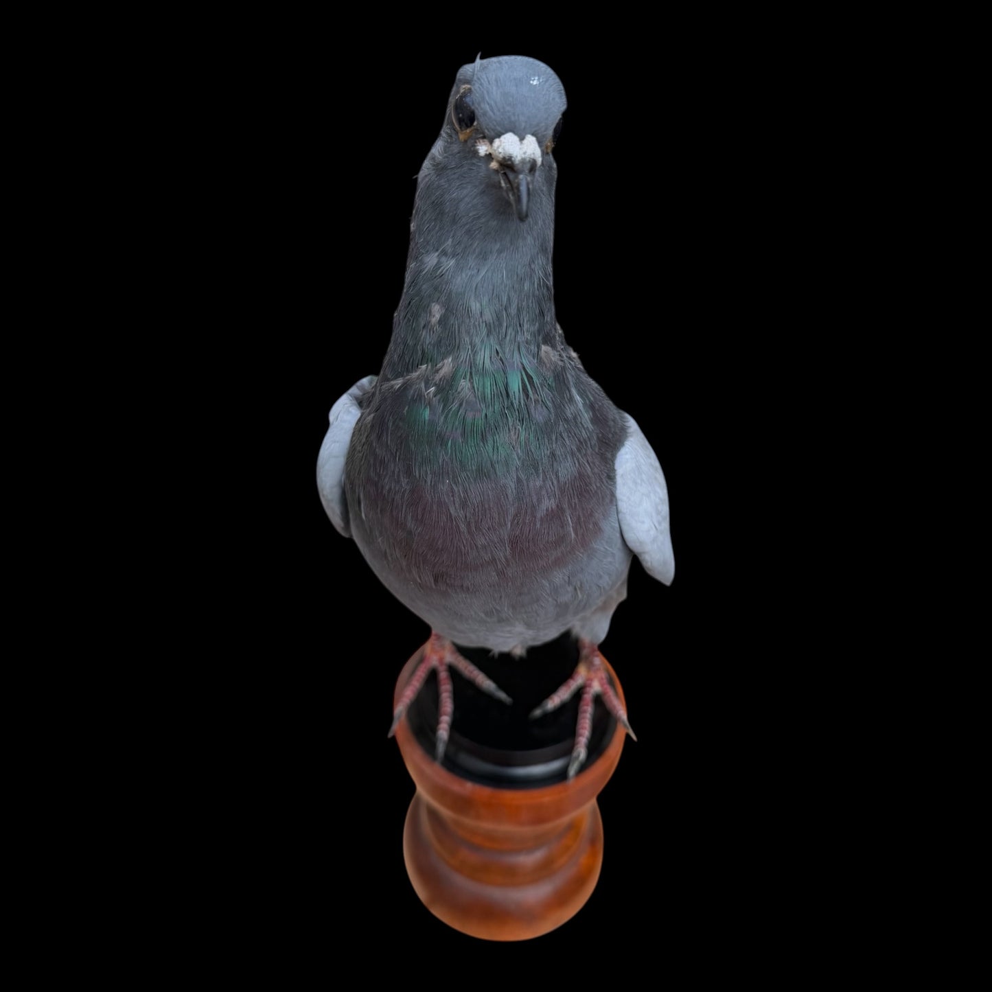Desk Mounted Pigeon Taxidermy Specimen